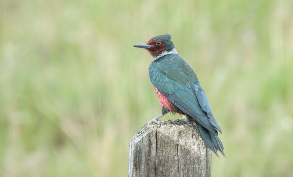 Cost of Woodpecker Hole Patching in Oakland