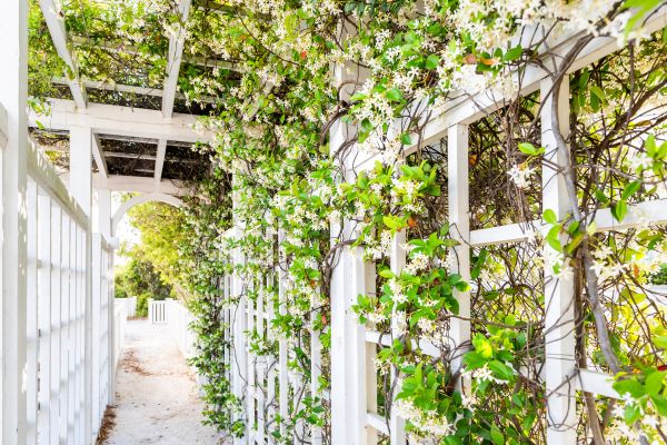 Cost of Trellis Repair in Oakland