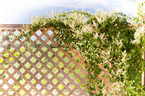 Cost of Lattice Repair in Oakland