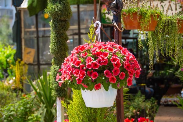 Cost of Hanging Planter Installation in Oakland