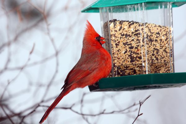 Cost of Bird Feeder Hanging in Oakland