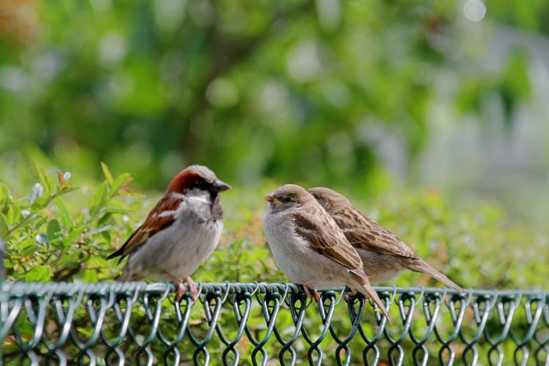 Bird Feeder Hanging